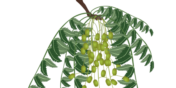【FREE Vector】Neem (Indian Lilac) Illustration (Medicinal Plant / Fruit / Leaf / Insect Repellent) (Commercial Use OK / PNG Transparent)