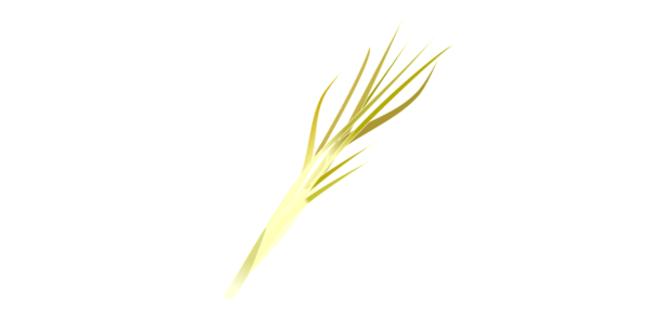 【フリー素材】黄ニラのイラスト（高級野菜/軟化栽培/中華料理/食育資料）(商用利用可・透過PNG)