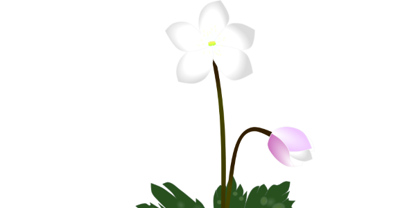 【フリー素材】ニリンソウ（二輪草）とミドリニリンソウのイラスト（春の妖精/山野草/図解）(商用利用可・透過PNG)