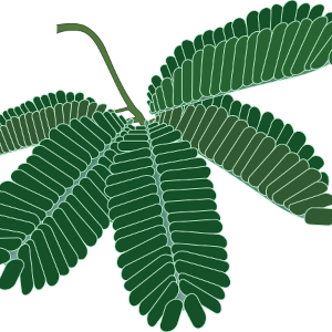 オジギソウの葉のイラスト