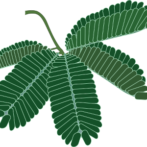 【FREE Vector】Sensitive Plant (Mimosa pudica) Illustration (Closing Leaves/Flower & Leaf) (Commercial Use OK / PNG Transparent)