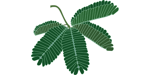 【フリー素材】オジギソウのイラスト（触ると閉じる/花と葉/学習教材）(商用利用可・透過PNG)