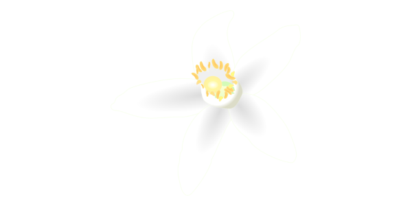 【FREE Vector】Orange Flower (Neroli) and Leaf Illustration (Citrus Family / White Blossom / Aromatherapy) (Commercial Use OK / PNG Transparent)