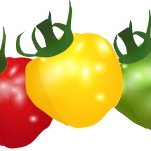 ミニトマト「ぷちぷよ」赤・黄・緑色のイラスト