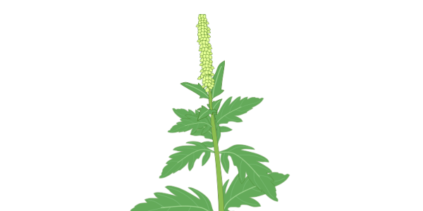 【フリー素材】ブタクサのイラスト（花粉症/アレルゲン/穂が少ない・多い）(商用利用可・透過PNG)