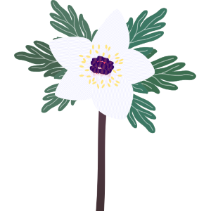 【FREE Vector】Setubun-so (Eranthis Pinnatifida) Illustration (Spring Ephemeral / Wildflower / Early Spring White Flower) (Commercial Use OK / PNG Transparent)
