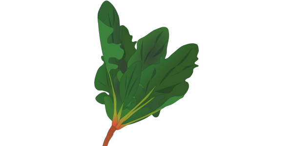 【フリー素材】赤根ほうれん草のイラスト（冬の野菜/緑黄色野菜/食育資料）(商用利用可・透過PNG)