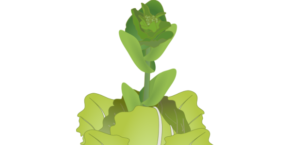 【フリー素材】ハクサイの菜の花のイラスト（抽苔/食用/白菜付き・蕾部）(商用利用可・透過PNG)