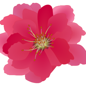 ピンク色の八重咲きの花モモのイラスト