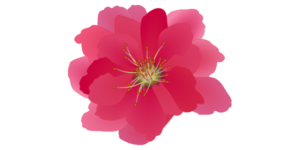 【FREE Vector】Double Flowering Peach (Hanamomo) Illustration (Pink/Branch & Flower / Spring Decoration) (Commercial Use OK / PNG Transparent)