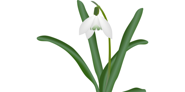 【FREE Vector】Snowdrop (Galanthus) Illustration (White Flower / Single & Cluster / Early Spring) (Commercial Use OK / PNG Transparent)