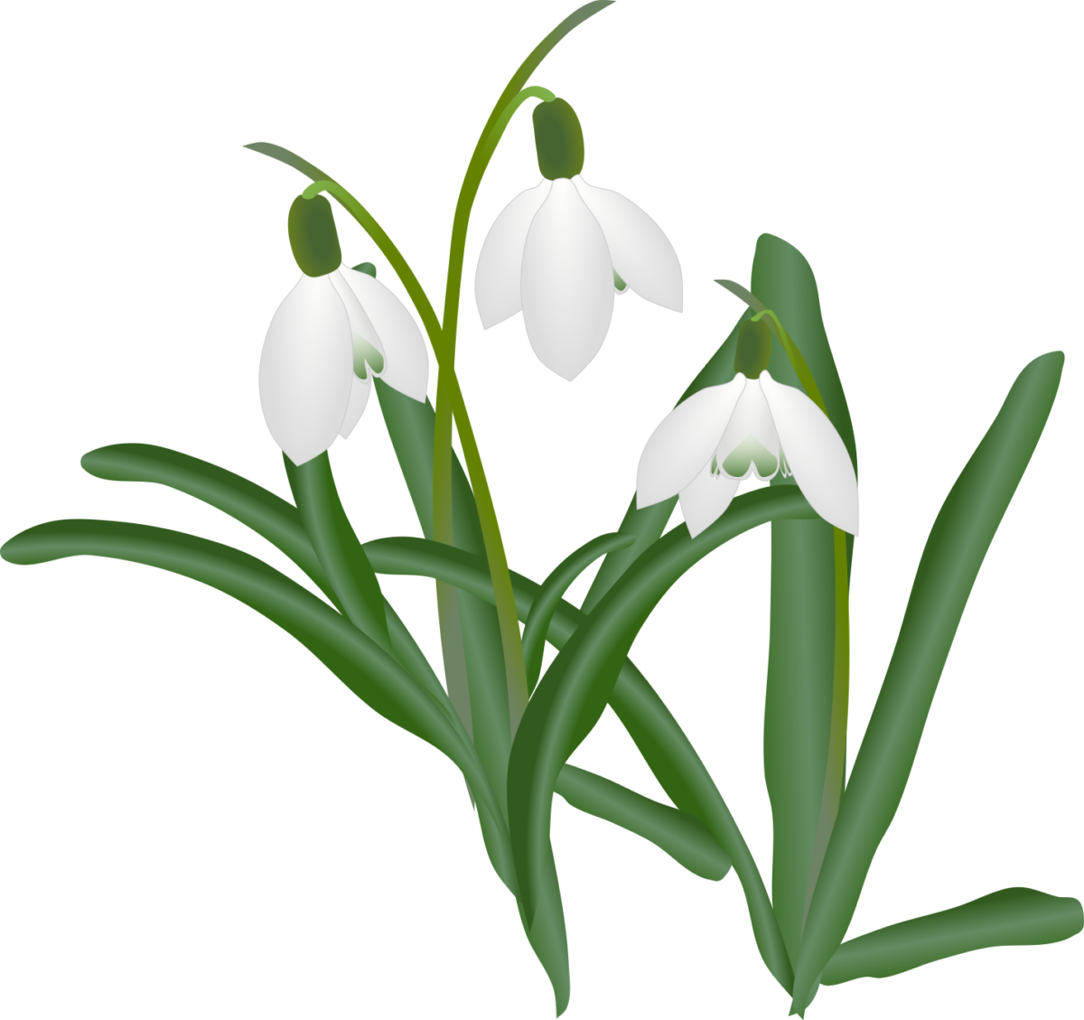 スノードロップが群生しているイラスト（複数の花が咲いた状態/冬から春の風景表現用透過PNG）