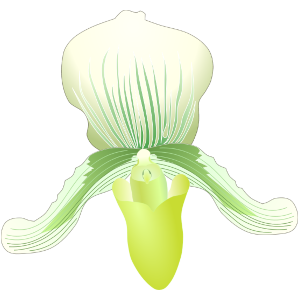 【FREE Vector】Paphiopedilum (Slipper Orchid) Illustration (White & Green / Whole Plant & Flower) (Commercial Use OK / PNG Transparent)