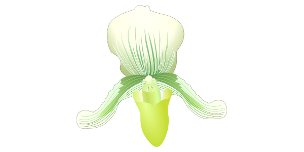【FREE Vector】Paphiopedilum (Slipper Orchid) Illustration (White & Green / Whole Plant & Flower) (Commercial Use OK / PNG Transparent)