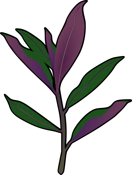 金時草(ハンダマ)のイラスト(黒い縁取りあり・加賀野菜の解説資料や食育用透過PNG)