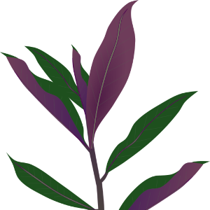【FREE Vector】Kinji-so (Gynura Bicolor / Okinawan Spinach) Illustration (Purple & Green Leaves) (Commercial Use OK / PNG Transparent)