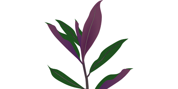 【フリー素材】金時草（水前寺菜/ハンダマ）のイラスト（緑と紫の葉/加賀野菜）(商用利用可・透過PNG)