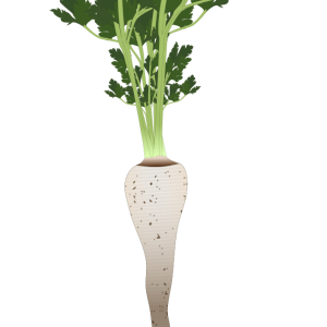 【FREE Vector】Parsnip Illustration (White Carrot-like Root Vegetable / Outline & No Outline) (Commercial Use OK / PNG Transparent)