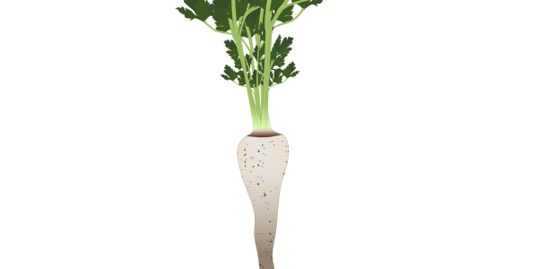 【フリー素材】パースニップのイラスト（白いニンジン/根菜/西洋野菜）(商用利用可・透過PNG)