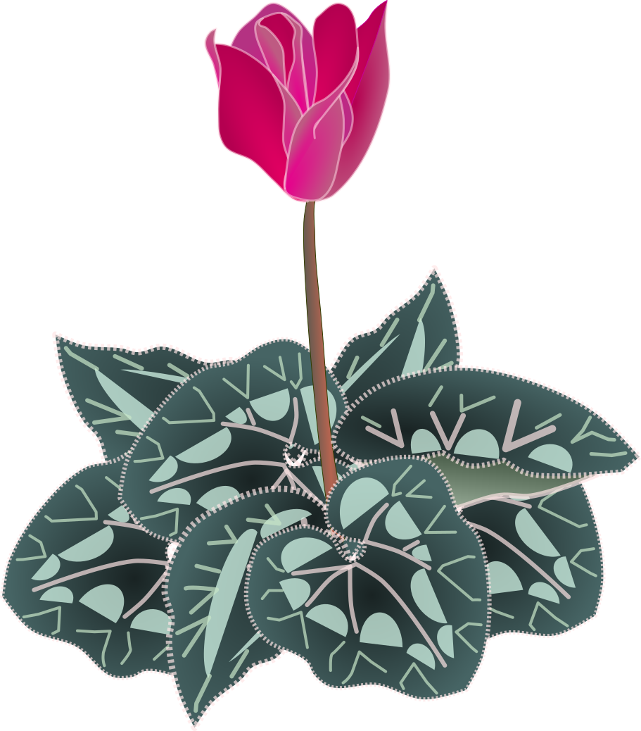 シクラメンの単体の花と葉のイラスト(品種紹介や構造図解用透過PNG)
