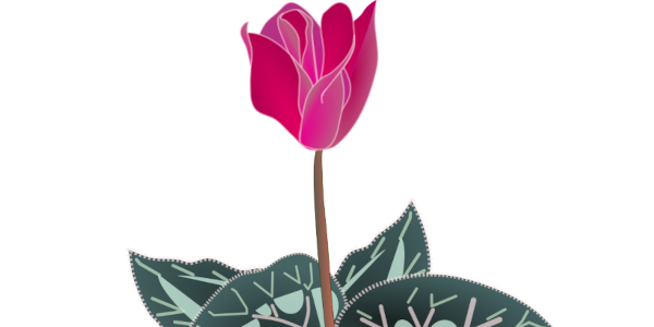 【FREE Vector】Cyclamen Illustration (Silver Leaf / Winter Potted Flower / Pink Blossom) (Commercial Use OK / PNG Transparent)