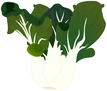 【フリー素材】パクチョイ（白菜/チンゲンサイ）のイラスト（白い柄/中国野菜）(商用利用可・透過PNG)