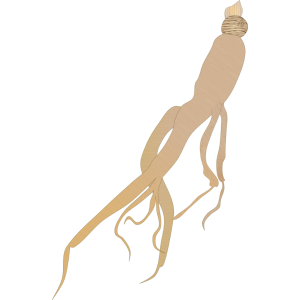 【FREE Vector】Panax Ginseng Illustration (Korean Ginseng / Glossy & Matte) (Commercial Use OK / PNG Transparent)