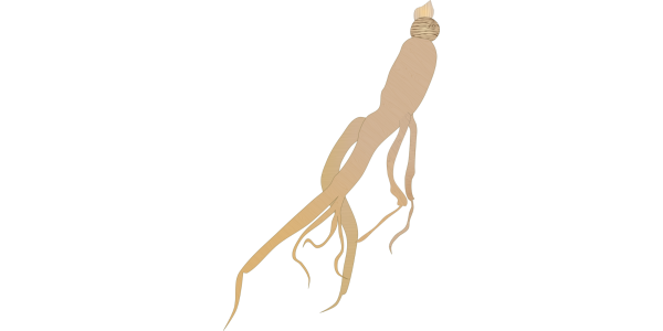 【フリー素材】オタネニンジン（朝鮮人参/高麗人参）のイラスト（線あり・なし）(商用利用可・透過PNG)