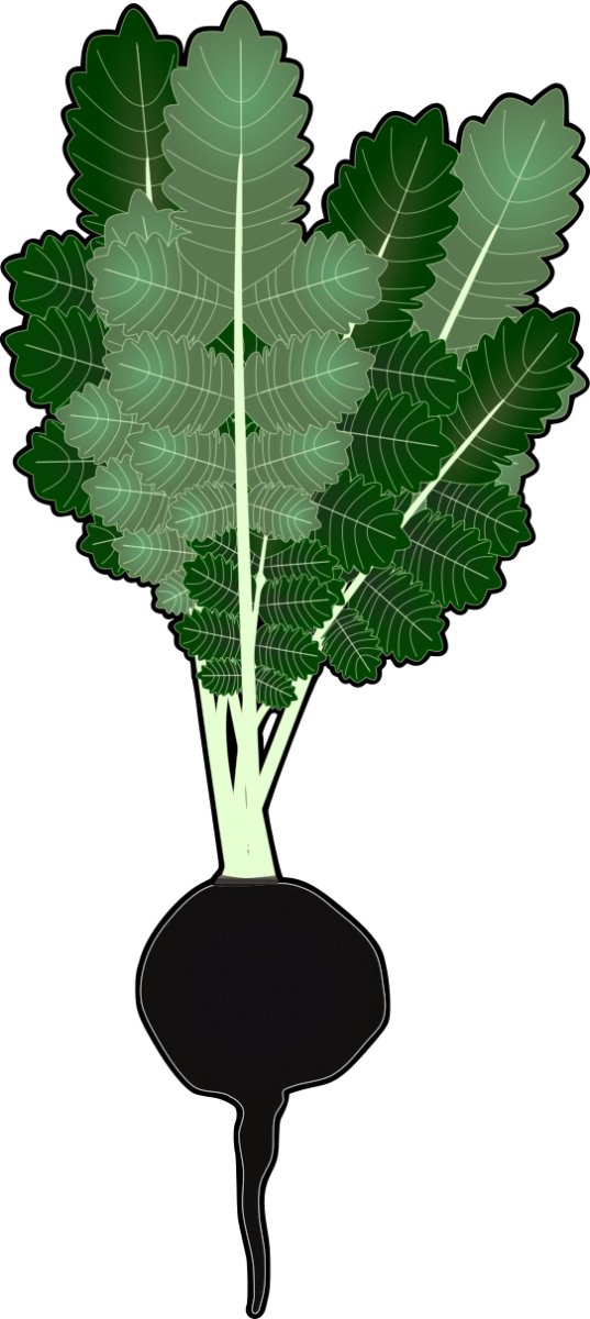 葉と根付きの黒丸大根のイラスト（黒い縁取りあり・野菜図鑑や学習資料用透過PNG）