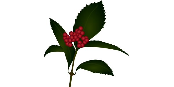 【FREE Vector】Sarcandra glabra Illustration (Senryo / Japanese New Year Decoration) (Commercial Use OK / PNG Transparent)