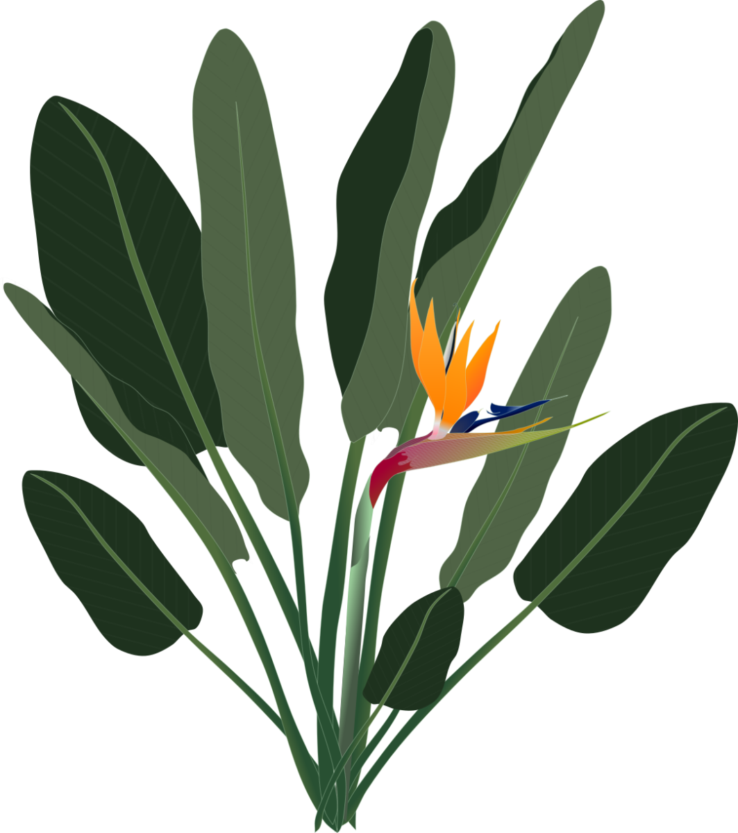 ストレリチア（極楽鳥花）の全体イラスト（葉と花・植物図鑑や観葉植物POP用透過PNG）