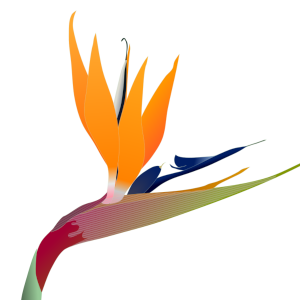 【FREE Vector】Strelitzia Flower Illustration (Bird of Paradise / Exotic Plant) (Commercial Use OK / PNG Transparent)