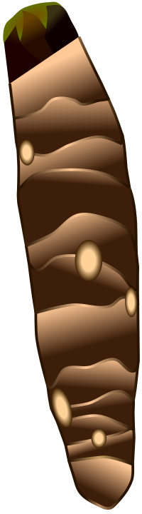 縦に長い里芋の一種、タケノコ芋(京芋)の全体イラスト素材(線なし・煮物レシピPOP用フリー素材)