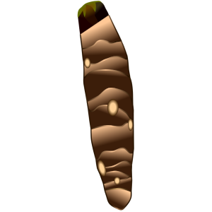 縦に長い里芋の一種「京芋」とも呼ばれるタケノコ芋のイラスト