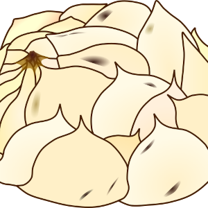 【FREE Vector】Lily Bulb (Yuri-ne) Illustration (Edible Scale Bulb / Medicinal Plant) (Commercial Use OK / PNG Transparent)