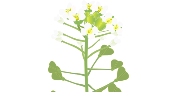 【フリー素材】ナズナ（薺/ぺんぺん草）のイラスト（春の七草/花・果実パーツ）(商用利用可・透過PNG)