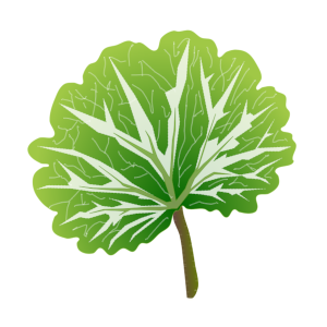 【FREE Vector】Saxifraga stolonifera Illustration (Mother of Thousands / Edible & Medicinal Leaf) (Commercial Use OK / PNG Transparent)