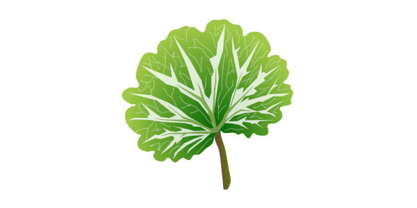 【FREE Vector】Saxifraga stolonifera Illustration (Mother of Thousands / Edible & Medicinal Leaf) (Commercial Use OK / PNG Transparent)