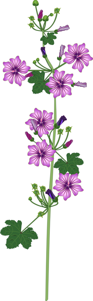 薄紅色と赤紫色の花を咲かせたコモンマロウの全体イラスト素材(全草の図解・ハーブティーの説明資料用フリー素材)