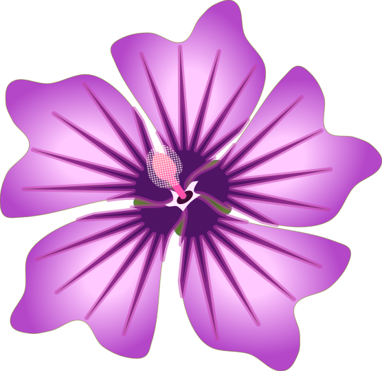 コモンマロウの赤紫色の花の拡大イラスト(ハーブティーや薬用植物の部位図解用)