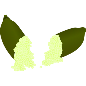 【FREE Vector】Green Finger Lime Illustration (Caviar Lime / Whole & Sliced) (Commercial Use OK / PNG Transparent)