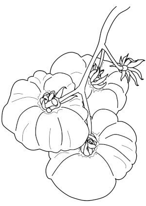 coloring page of tomato