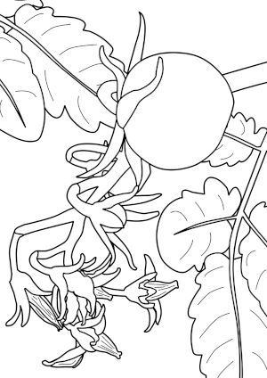 coloring page of tomato