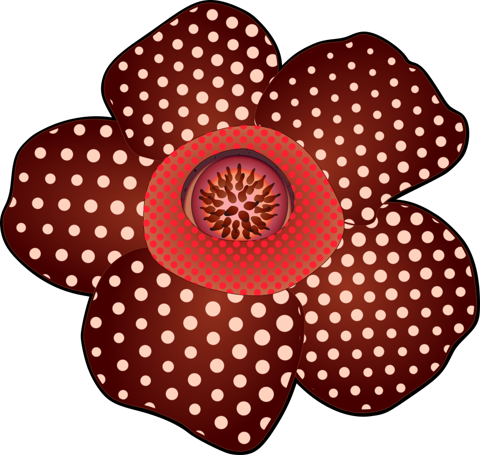 Rafflesia flower illustration (Black outline, PNG Transparent for botanical charts and science educational materials)