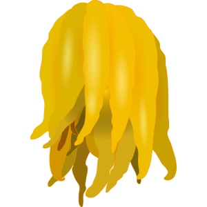 【FREE Vector】Buddha's Hand Citron (Bushukan) Illustration (Good Luck Charm / Glossy & Outline) (Commercial Use OK / PNG Transparent)