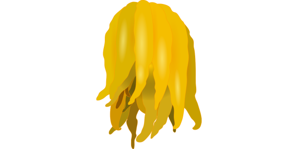 【フリー素材】仏手柑（ブッシュカン/ブッダズハンド）のイラスト（光沢あり・なし/縁起物）(商用利用可・透過PNG)