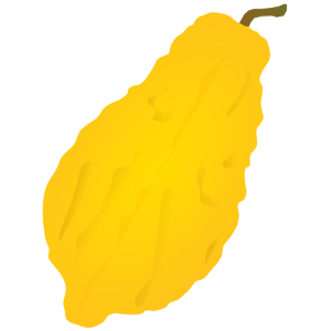 【FREE Vector】Yellow Citron Fruit Illustration (Candied Peel Ingredient) (Commercial Use OK / PNG Transparent)