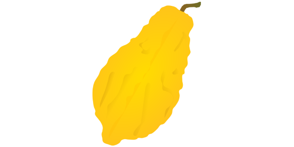 【フリー素材】黄色いシトロンのイラスト（砂糖漬け・ピールの原料）(商用利用可・透過PNG)