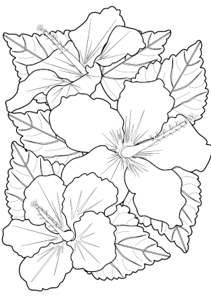 coloring page of hibiscus