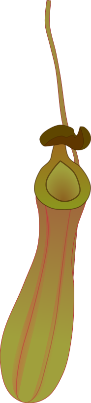 Nepenthes pitcher plant illustration material (Light green/brown, Free material for science educational documents)
